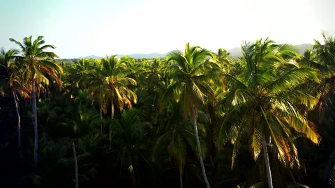 View over an Extensive Palm Grove in the Dominican Republic. Stock Footage 274825546