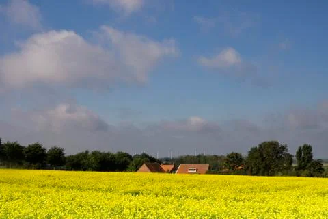 View over a field with rapeseed Stock Photos