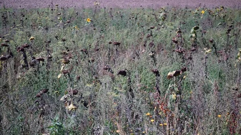 View over a field of withered sunflowers Stock Footage 115478089