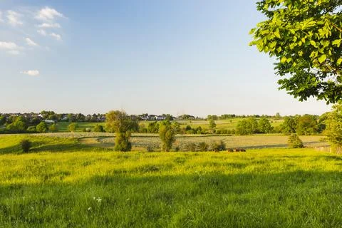 View over fields and cattle in spring evening light in the northern Eifel nea Stock Photos