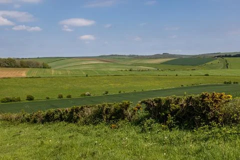 A view over fields of young crops growing in the South Downs, on a sunny sp.. Stock Photos