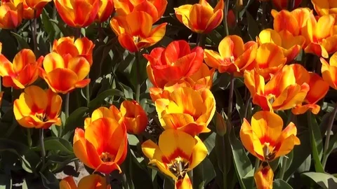 View over flowerfields for growing bulbs. Stock Footage 82533644