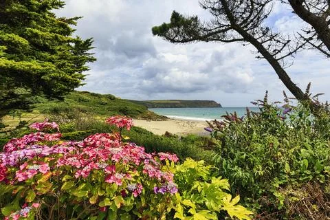 View over flowering hydrangea to the sea Carne Beach coastline Roseland Stock Photos