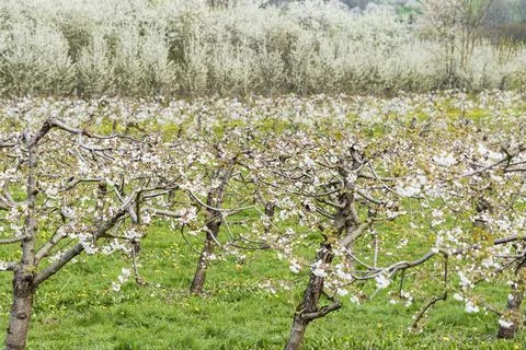 View over a flowering low-stem cherry plantation Stock Photos