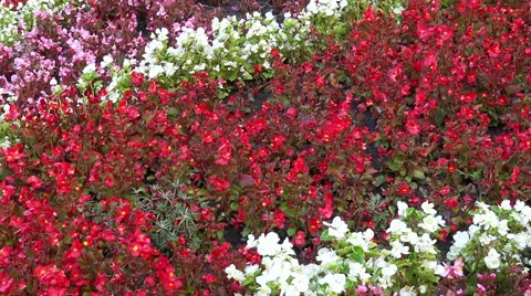 View over flowers Stock Footage 42019263