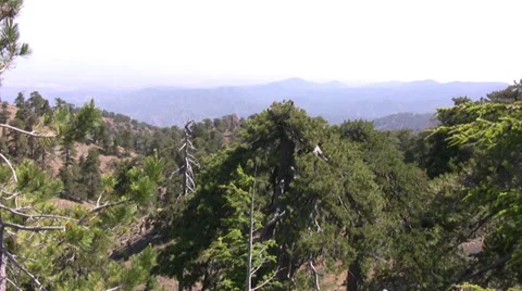 View over the forest canopy in Troodos mountains Stock Footage 39787777