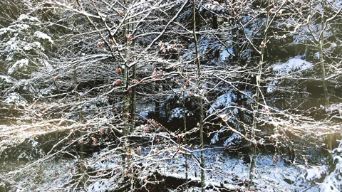A view over forest covered with first snow Stock Footage 143702004