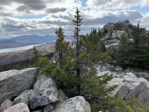 View over the forest Stock Photos
