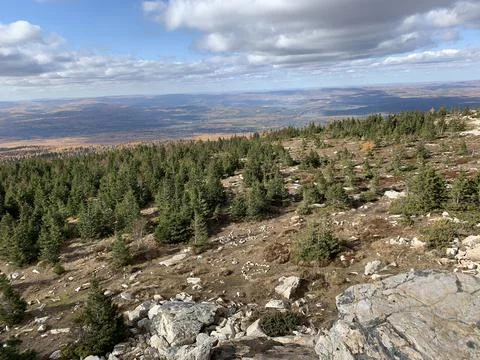 View over the forest Stock Photos