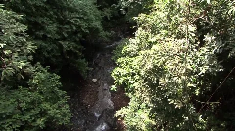 View over forest river stream Video stock 52970938