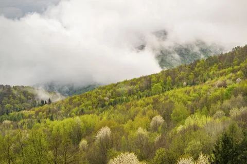 View over the forests with blooming cherry trees on a rainy day with lots of fog Stock Photos