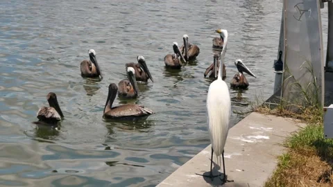 View over great white egret and multiple brown Pelicans in calm flat water near Stock Footage 313020664