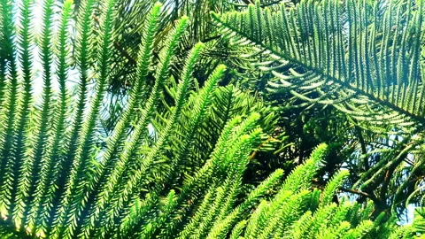 A view over green branches of decorative pine tree during clear summer day. Stock Footage 143436672
