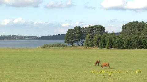 View over lake with cows grazing in the foregroundD Stock Footage 87400399