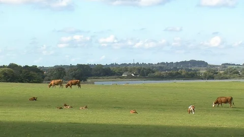 View over lake with cows grazing in the foreground Stock Footage 87400421