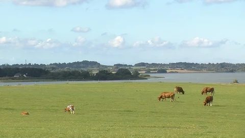 View over lake with cows grazing in the foreground Video stock 87400461