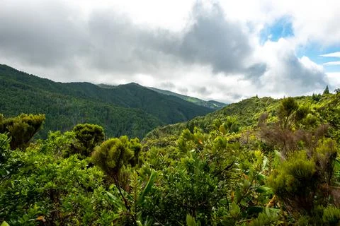 View over the landscape with the typical flora vegetation São Miguel Azores Stock Photos