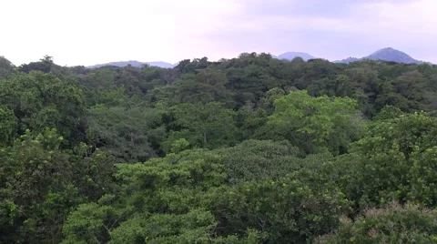 View over lowland rainforest canopy Stock Footage 55049957