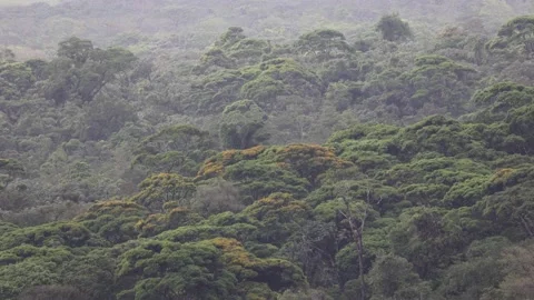 View over lowland rainforest canopy at day Stock Footage 153374670