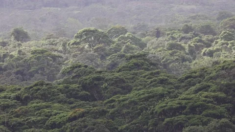 View over lowland rainforest canopy Stock Footage 153374678