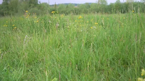View over a meadow with meadow flowers blowing in the wind Stock Footage 132282305