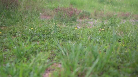 View over a meadow with small meadow flowers Stock Footage 132282330