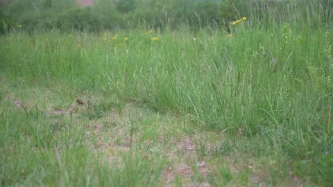 View over a meadow with tall grass and meadow flowers that blow in the wind Stock Footage 132282353