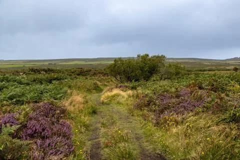 A view over a moor in Cornwall with heather in bloom in late summer Stock Photos