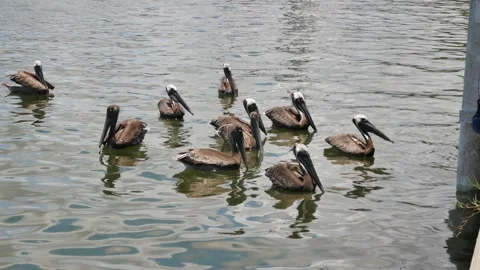 View over multiple brown Pelicans in calm flat water near marina.Beside fish cle Stock Footage 313020678