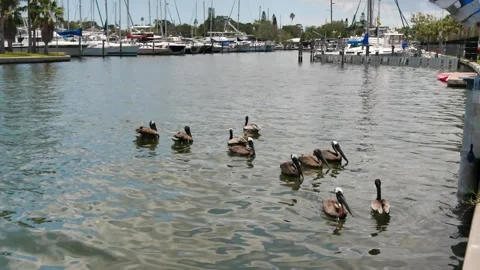 View over multiple brown Pelicans in calm flat water near marina.Beside fish cle Stock Footage 313020679