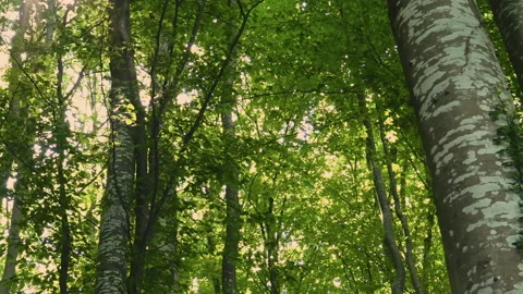 A view over mystical beech forest Видео 140428509