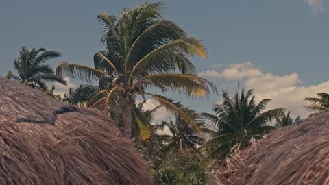 View over Palm Trees in Mexico at resort with palapa huts Stock Footage 280704177
