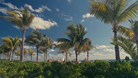 View over Palm Trees in Mexico at resort with palapa huts Video stock 280704178