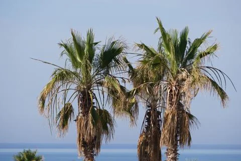 View over palm trees to the ocean Stock Photos