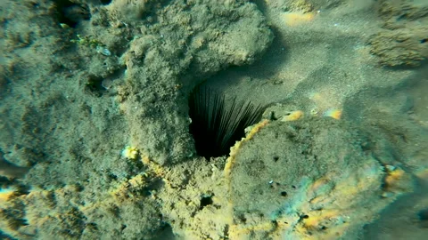 View over part of underwater creature in Red Sea. Stock Footage 158173999