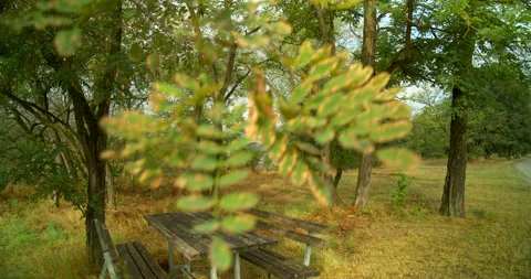 View Over Picnic Table on Grass in Tree Grove at River in Italy DCI 4K Stock Footage 202292070