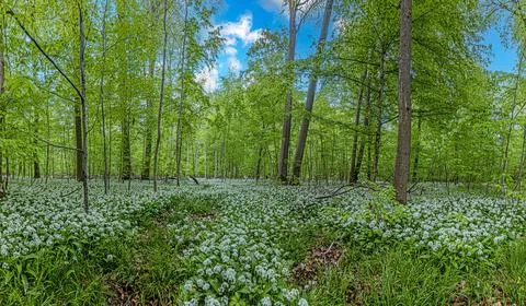 View over a piece of forest with dense growth of white flowering wild garlic Stock-Fotos