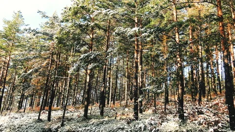 A view over the pine forest covered with first fresh snow Vidéo 143741450