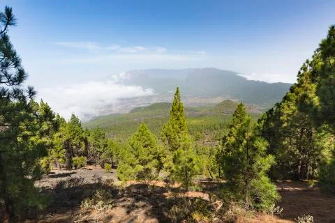 View over the pine forest of the Cumbre Vieja down to the El Paso valley in L Stock Photos