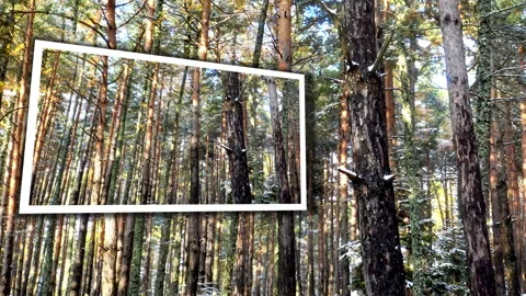 A view over pine forest during winter day with window in window Vidéo 144076830