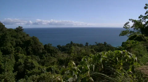 View over rainforest to ocean Video stock 609722