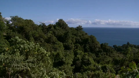View over rainforest to ocean with huge tree in the foreground Video stock 609636