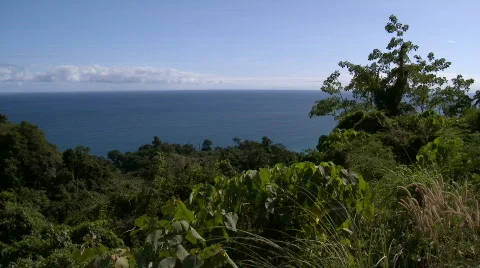 View over rainforest to ocean with huge tree in the foreground Video stock 610137