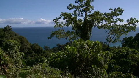 View over rainforest to ocean with huge tree in the foreground Video stock 610395