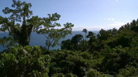 View over rainforest to ocean with huge Tree in the foreground Video stock 612039