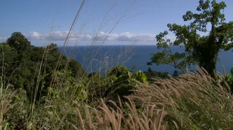 View over rainforest to ocean with nice foreground Video stock 612046