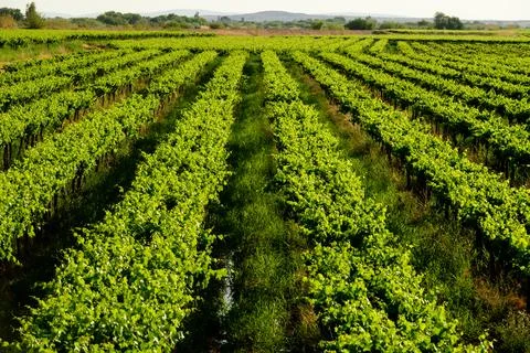 View over raisin grape vines in the Northern Cape, South Africa Stock Photos