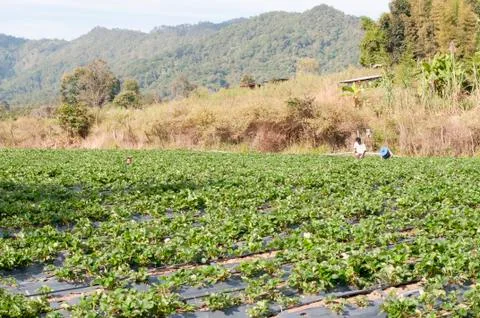 View over rice fields and workers harvesting fruit  in northern Thailand Stock Photos