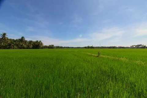 View over the rice fields on the edge of Tissamaharama Stock Photos