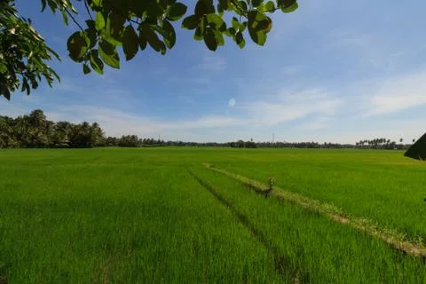 View over the rice fields on the edge of Tissamaharama Stock Photos